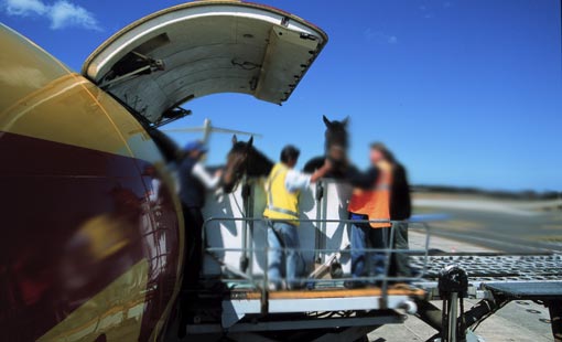 Equine & Animal Transport
